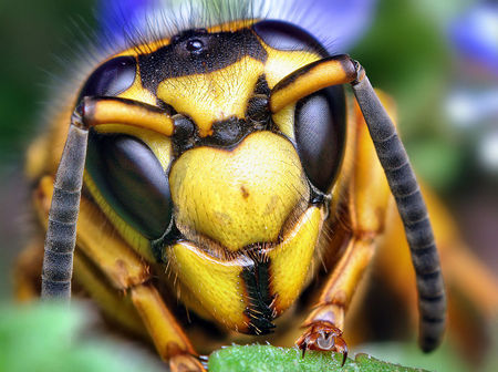 6868-800px-Face_of_a_Southern_Yellowjacket_Queen_(Vespula_squamosa)-thumb-450x336-6867.jpg