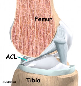 knee_acl_anatomy01