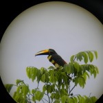 Amazon Toucan