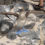 Galapagos Blue Footed Booby