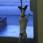 Lilla at door window