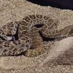 etc guy photo western diamondback rattlesnake