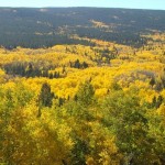 aspen colors