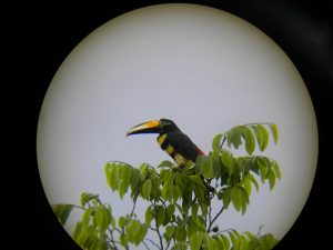 Amazon Toucan