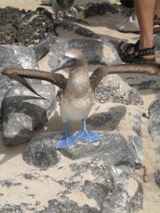 Galapagos Blue Footed Booby