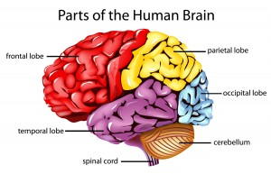 brainparts12