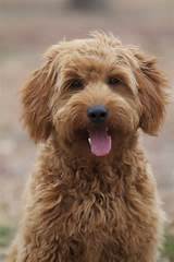 goldendoodle