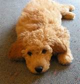 goldendoodle2