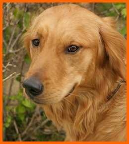 golden-retriever543