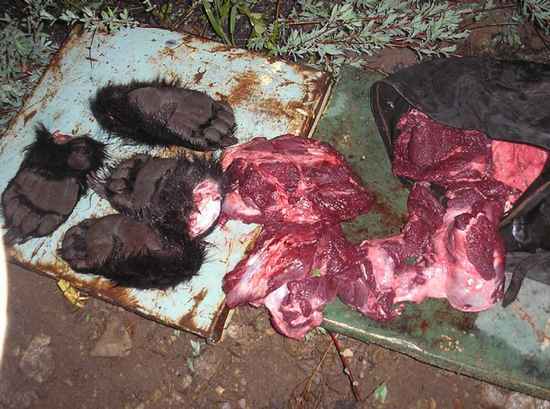 1156-bear20paws.jpg