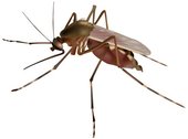 120-Mosquito4.jpg