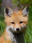 1263-Fox.jpg