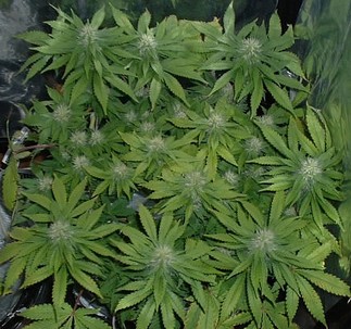 3579-Skunk_plant.jpg