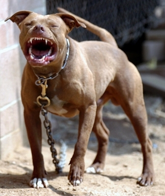 3686-pit-bull1-thumb-325x384-3685.jpg