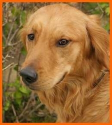 3691-golden-retriever543-thumb-225x250-3690.jpg