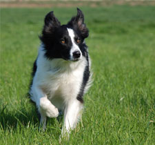 3909-border-collie.jpg