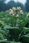 412-tobacco2.jpg