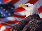 471-eagle44.jpg