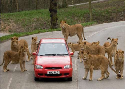 4987-lionsandcar-thumb-500x358-4986.jpg