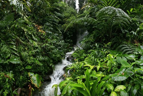 5100-Hawaiirainforrest-thumb-500x334-5099.jpg