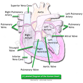 7098-human-heart-thumb-275x275-7097.jpg