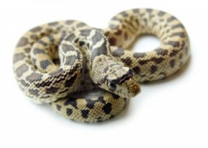 Gopher snake