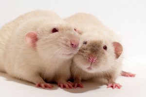 White rats