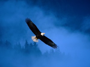 flight_of_freedom_bald_eagle-normal