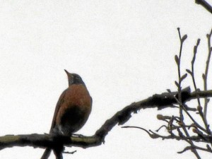 American robin